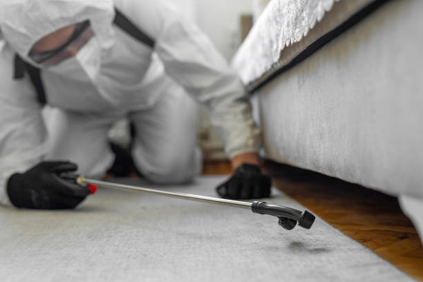 Professional Bed Bug Control technician working in Hall County County, GA